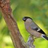 Ciuffolotto - Bullfinch (Pyrrhula pyrrhula)