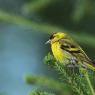 Lucherino - Eurasian Siskin (Spinus spinus)