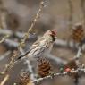 Organetto - Common Redpoll (Acanthis flammea)