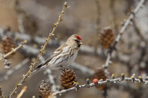 Organetto - Common Redpoll (Acanthis flammea)