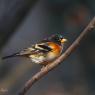 Peppola - Brambling (Fringilla montifringilla)