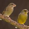 Verdone - Eurasian Greenfinch (Chloris chloris)