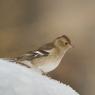 Fringuello - Common Chaffinch (Fringilla coelebs)