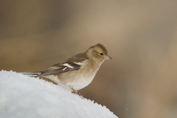 Fringuello - Common Chaffinch (Fringilla coelebs)