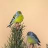 Venturone Alpino - Citril finch (Carduelis citrinella)