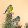 Venturone Alpino - Citril finch (Carduelis citrinella)