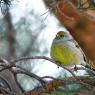 Venturone alpino - Citril finch (Carduelis citrinella)