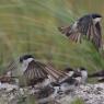 Balestruccio - Common House martin (Delichon urbicum)