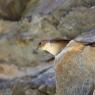 Rondine montana - Eurasian Crag Martin (Ptyonoprogne rupestris)