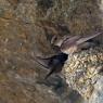 Rondine montana - Eurasian Crag Martin (Ptyonoprogne rupestris)