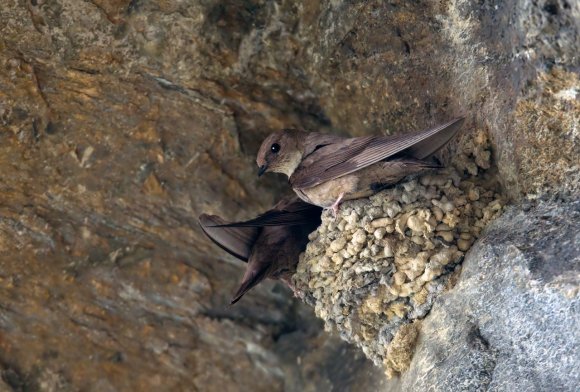 Rondine montana - Eurasian Crag Martin (Ptyonoprogne rupestris)