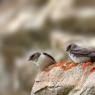 Rondine montana - Eurasian Crag Martin (Ptyonoprogne rupestris)