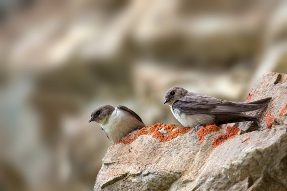 Rondine montana - Eurasian Crag Martin (Ptyonoprogne rupestris)