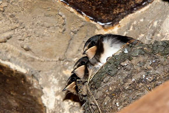 Rondine comune - Barn Swallow (Hirundo rustica)