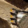 Rondine comune - Barn Swallow (Hirundo rustica)