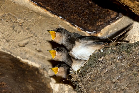 Rondine comune - Barn Swallow (Hirundo rustica)