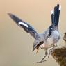 Averla meridionale - Southern grey shrike (Lanius meridionalis)