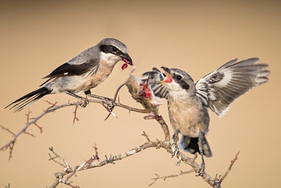 Averla meridionale - Southern grey shrike (Lanius meridionalis)