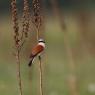 Averla piccola - Red backed Shrike (Lanius collurio)