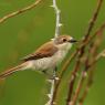 Averla piccola - Red backed Shrike (Lanius collurio)