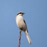 Averla maggiore - Great grey Shrike (Lanius excubitor)