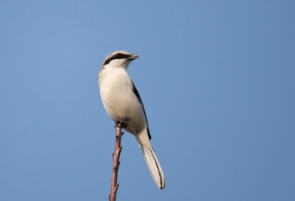 Averla maggiore - Great grey Shrike (Lanius excubitor)