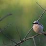 Averla piccola - Red backed Shrike (Lanius collurio)