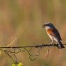 Averla piccola - Red backed Shrike (Lanius collurio)