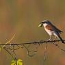 Averla piccola - Red backed Shrike (Lanius collurio)