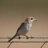 Averla capirossa - Woodchat Shrike (Lanius senator)