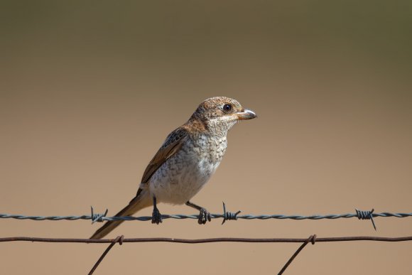 Averla capirossa - Woodchat Shrike (Lanius senator)