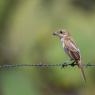 Averla capirossa - Woodchat Shrike (Lanius senator)