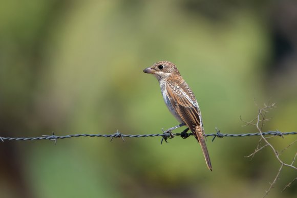 Averla capirossa - Woodchat Shrike (Lanius senator)