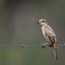 Averla capirossa - Woodchat Shrike (Lanius senator)