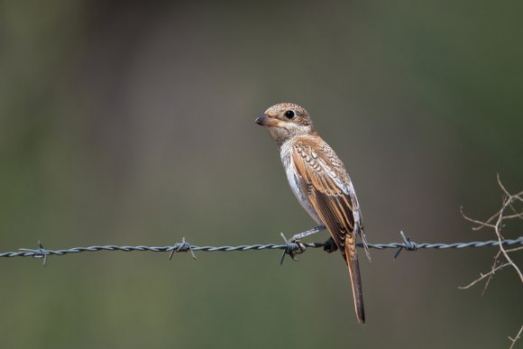 Averla capirossa - Woodchat Shrike (Lanius senator)