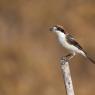 Averla capirossa - Woodchat Shrike (Lanius senator)