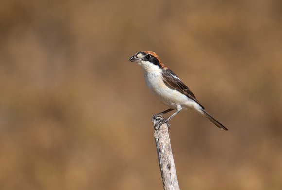 Averla capirossa - Woodchat Shrike (Lanius senator)