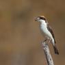 Averla capirossa - Woodchat Shrike (Lanius senator)