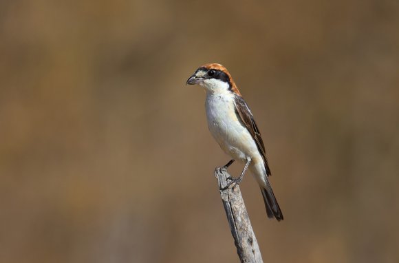 Averla capirossa - Woodchat Shrike (Lanius senator)