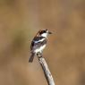 Averla capirossa - Woodchat Shrike (Lanius senator)