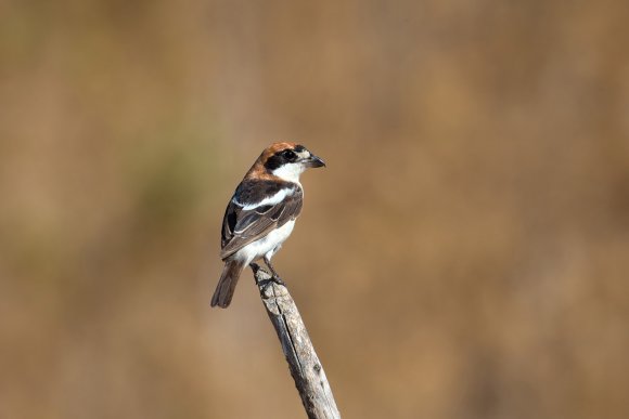 Averla capirossa - Woodchat Shrike (Lanius senator)