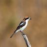 Averla capirossa - Woodchat Shrike (Lanius senator)