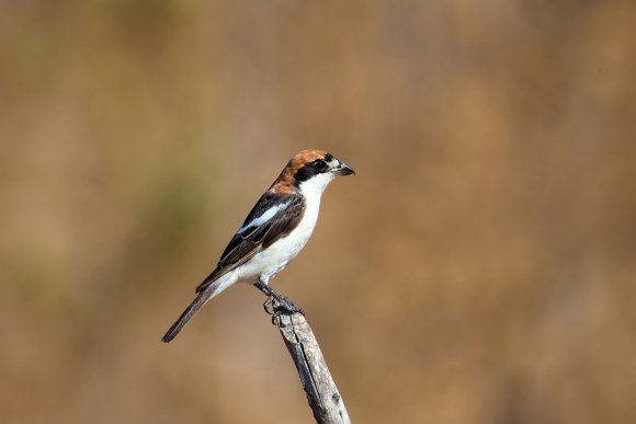 Averla capirossa - Woodchat Shrike (Lanius senator)