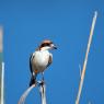 Averla capirossa - Woodchat Shrike (Lanius senator)