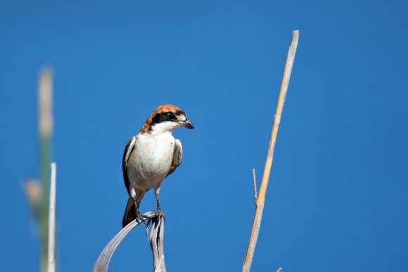 Averla capirossa - Woodchat Shrike (Lanius senator)