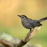 Gray catbird (Dumetella carolinensis)