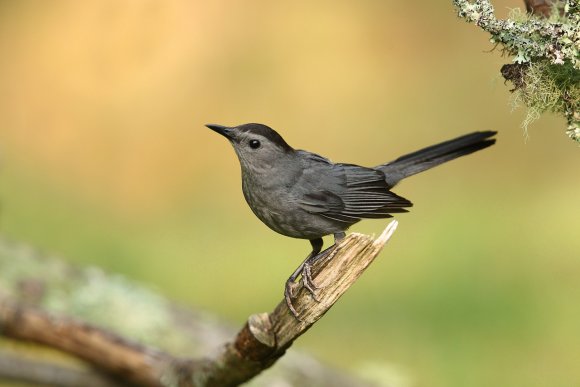 Gray catbird (Dumetella carolinensis)