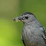 Gray catbird (Dumetella carolinensis)