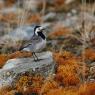 Ballerina bianca - White wagtail (Motacilla alba)