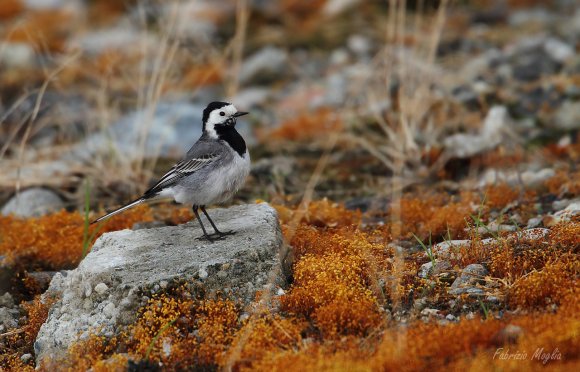 Ballerina bianca - White wagtail (Motacilla alba)